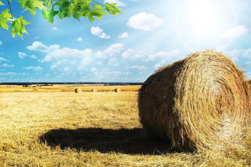 field, wheat, agriculture-857903.jpg